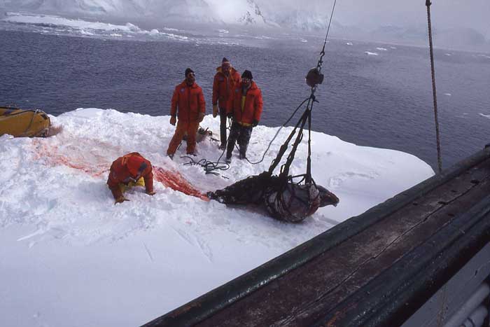 scientists studying leopard seals
